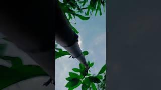 Nature's Perspective: The World Through the Eyes of a Branch"