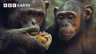 Chimpanzees Dig for Their Dinner | 4K UHD | Mammals | BBC Earth