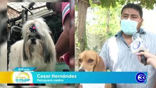 #DeMujerAMujer | Peluquero canino brinda sus servicios a domicilio