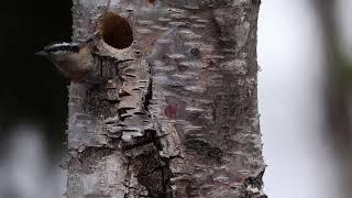 Nuthatche Drilling a home