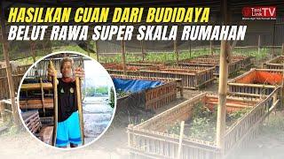 Cara Budidaya Belut Rawa Super Skala Rumahan