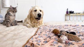 Golden Retriever Mia Confused by Meeting Newborn Kittens for the First Time!