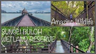 A peaceful place to visit in Singapore | Sungei Buloh Wetland Reserve