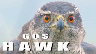 Birds of prey - Northern GOSHAWK