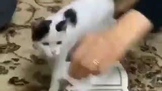 Peratikan kaki kucing