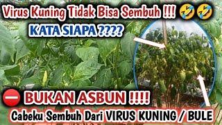 BUKAN OMONG KOSONG!!! VIRUS KUNING / VIRUS GEMINI BISA DISEMBUHKAN PAKAI RESEP INI