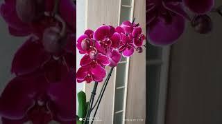 Мои цветущие орхидеи23.01.2021