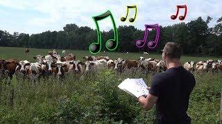 Live Burp Concert in Front of Cows