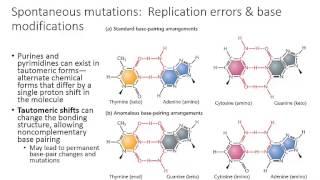 Week 11- video 2- spontaneous mutations