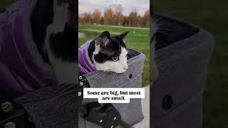 Make the most of the small moments. 🩷 audio: prettylittlefawn #cats #pets #shorts #catvideos