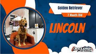 Golden Retriever's Amazing Transformation: From Leash Pulling to Off-Leash Obedience | OLK9 North