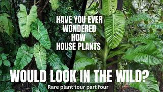 Walking tour around our TROPICAL RAINFOREST garden and spice farm with houseplants GONE WILD!