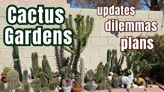 My Cactus Gardens in Spring: updates, dilemmas and plans