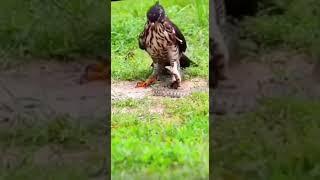 Viral video hawk and snake | shocking | viral