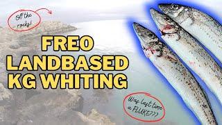 The KING is BACK! Landbased King George Whiting off the ROCKS - Perth Metro Fishing