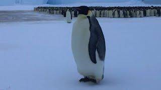 Армия императорских пингвинов
