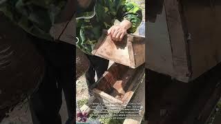 Moving Bee Colony to New Hive Box || Natural Beekeeping Skill in Action