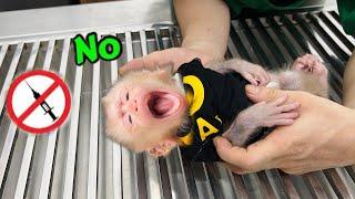 baby monkey Tina is worried when she sees the doctor examining her again