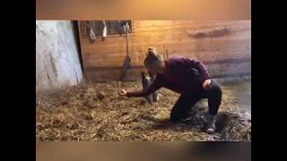 Hundetraining im Pferdestall | Tricks
