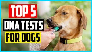  The 5 Best DNA Tests for Dogs of 2024