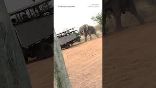 Elephant charges tourist group in South Africa