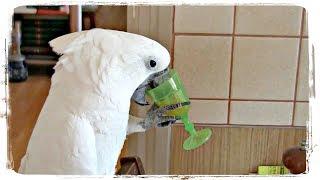 ПРИКОЛЫ С ЖИВОТНЫМИ, приколы с попугаями | FUN WITH ANIMALS, funny parrots #429