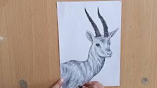 how to draw / Impala with the letter//art channel 20k