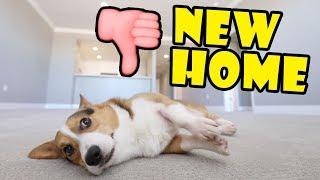 My Corgi Dog REJECTS our NEW HOME || Life After College: Ep. 627