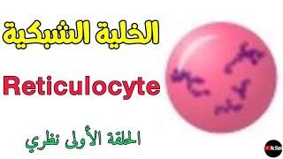الخلايا الشبكية (ما هي؟ أسباب ارتفاعها وأسباب انخفاضها) Reticulocyte 🩸