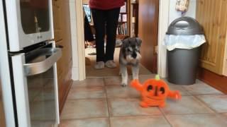 Spartacus The Schnauzer and Monster Mash