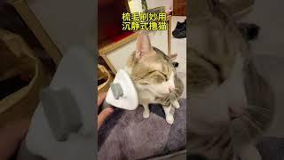 沉浸式撸猫 #cat #萌宠