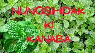 Nungsihidak ki kanaba/ Health benefits of mint #health #plants @ranjitatuber5491