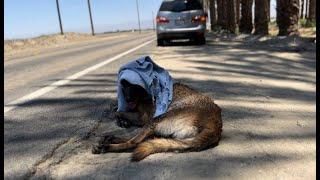 Belgian Malinois Rescued From 114 Degree Heat