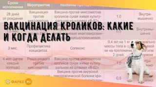 Вакцинация кроликов: какие и когда делать