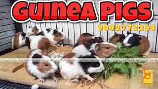 Guinea Pigs | Chennai | Guided Pet Keeping| Excellent Colours| TamedPets | Pet Shop|