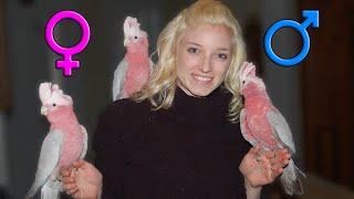 Male vs Female Parrots | Our Preferences?