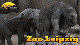 Zoo Leipzig - der Beste Zoo Deutschlands? - Von Nah zum Zoo 4k