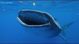 wandering whales sharks travel 10,000 miles