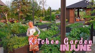 Kitchen Garden in June/ Updates, Tips, Functional Design, Food, Flowers & Medicine