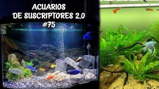 ACUARIOS DE SUSCRIPTORES 2.0 #75 | Ciclidos, Pez Escalar, Pez Betta | AcuariosLP