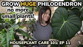 How To Grow BIG HUGE Philodendron Plants & Leaves - Houseplant Care 101: Philodendron Care