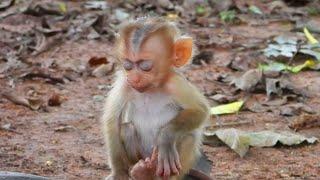 This little poor baby monkey is so adorable. It's pitiful because it doesn't have a mother.