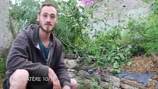 10 plantes pour le paillage en permaculture 10/10 : La Lavatère