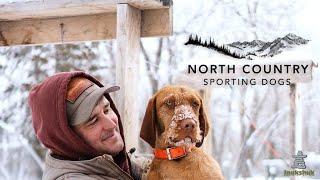 North Country Sporting Dogs. Breeding and training Hungarian Wirehaired Vizslas and GWPs