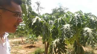Durian Farming Mix Papaya Farm