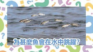 【十萬個為甚麼】為甚麼魚會在水中跳躍？