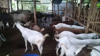 Chia sẻ cách nuôi dê bầu - Ù sáng nuôi dê