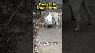 Dog vs Ducks: Battle for Backyard Supremacy!