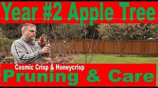 Second Year Pruning and Care of Cosmic Crisp Apple Tree with Honeycrisp Graft
