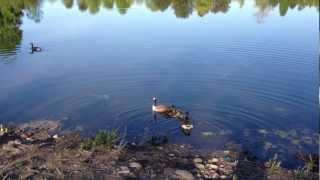 Duck Picnic